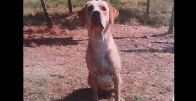 Askeri Köpek Hayat Kurtardı