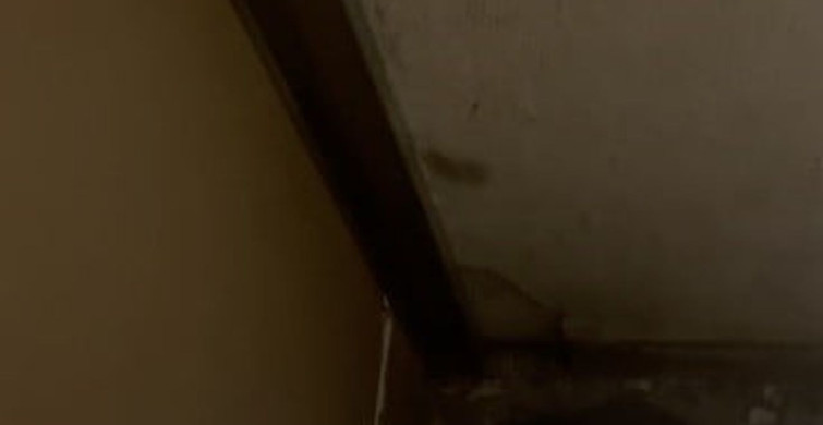 Asma tavandan düşen kedi, iş yeri sahibi tarafından kurtarıldı