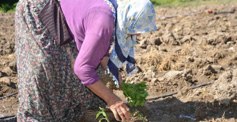Ata Tohumu Geleneği: 162 Yıldır Çukurören'de Biber Yetiştiriliyor