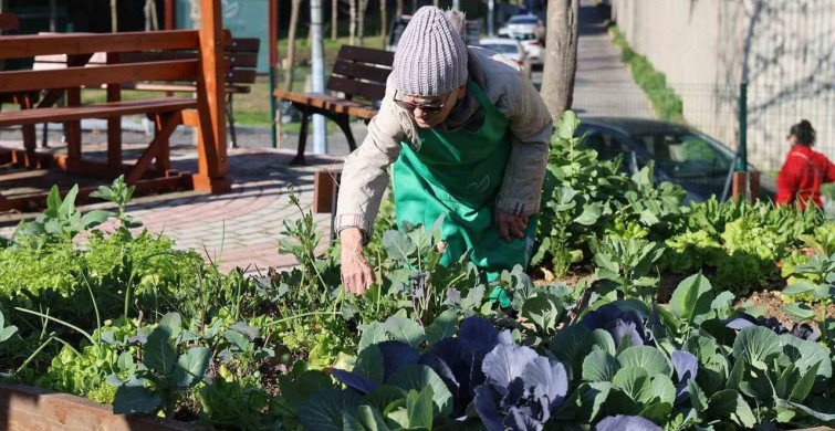 Ataşehir Kent Bostanları'nda Yeni Dönem Başlıyor