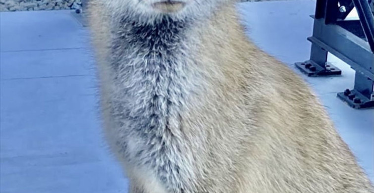 Atış Poligonunda Barut İsimli Tilki ile Dostluk Hikayesi