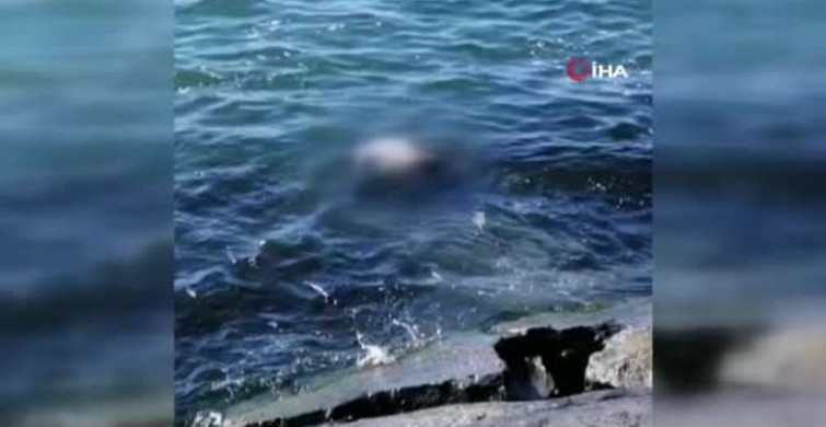 Avcılar Sahilinde Erkek Cesedi Bulundu