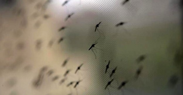 Avcılar'da Görülen Batı Nil Virüsü Türkiye'ye Nasıl Geldi?