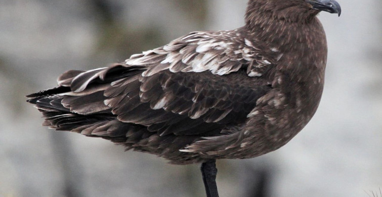 Avustralya ana karasında ilk H5N1 kuş gribi vakası şüphesi