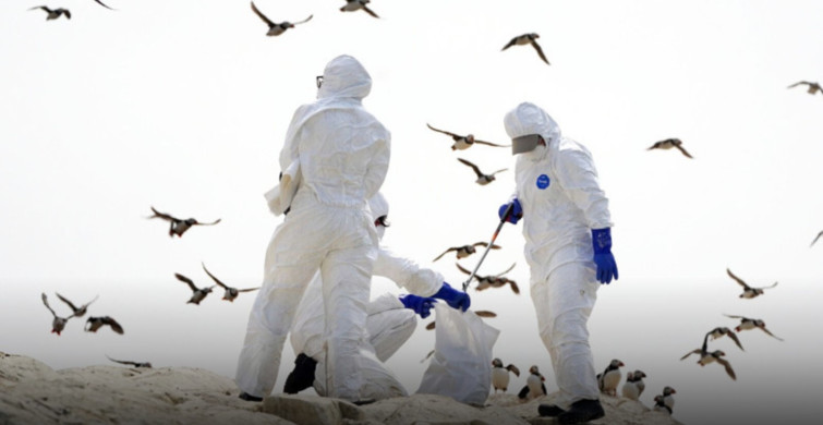 Avustralya’da H5N1 Alarmı: İlk Şüpheli Kuş Gribi Vakası Tespit Edildi