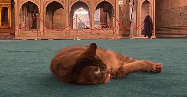 Ayasofya'da Halı Serim İşlemi Bitti! Gli Artık Daha Rahat