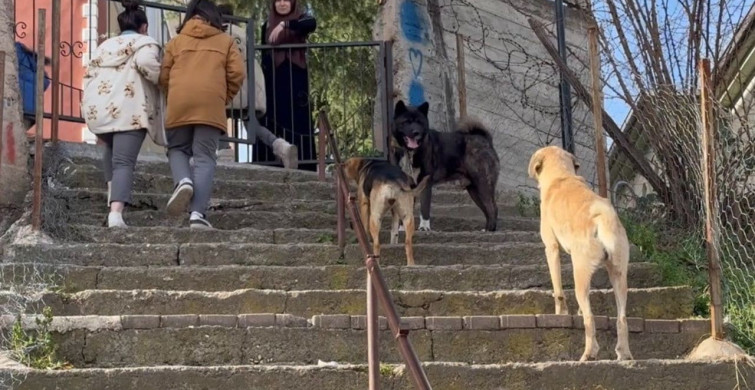 Aybastı'da Başıboş Köpek Sorunu: Çözüm Arayışları