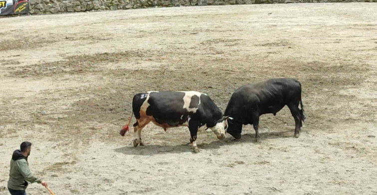 Ayder'de boğa güreşleri heyecanı yaşandı