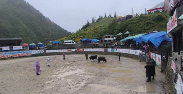 Ayder'de boğa güreşleri sağanak yağışa rağmen heyecanlı başladı