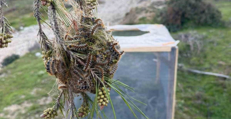Aydın Ormanlarında Çam Kese Böceğiyle Mücadele