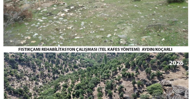 Aydın'da 15 yıl önce dikilen fıstıkçamları kozalak vermeye başladı
