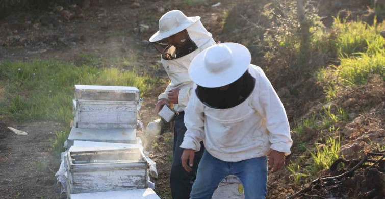 Aydın'da Arıcılıkla Umut Dolu Sezon Başlıyor