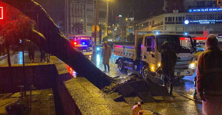 Aydın’da Asırlık Çam Ağacı Devrildi