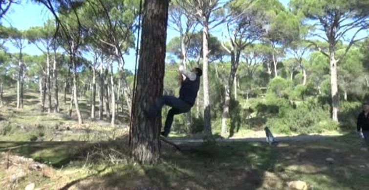 Aydın'da Çam Fıstığı Hasadı: Tehlikeli Ama Kazançlı Bir Meslek