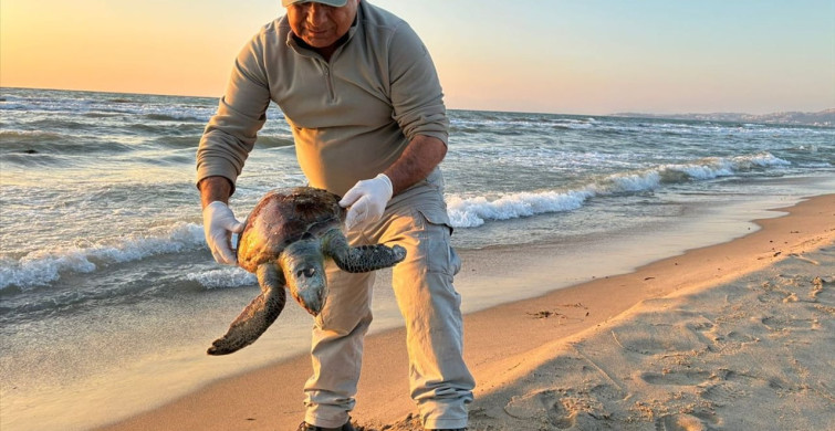 Aydın'da Cansız Deniz Kaplumbağaları