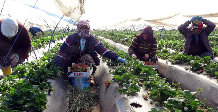 Aydın'da Çilek Sezonu Başladı