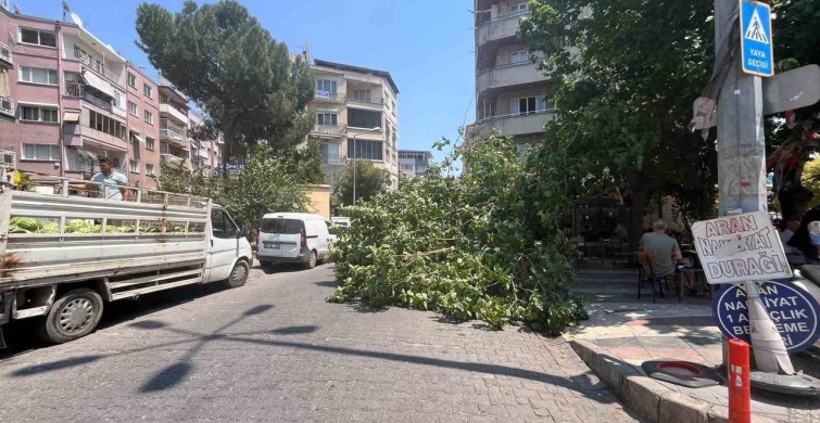 Aydın'da devrilen ağaç park halindeki araçlara zarar verdi