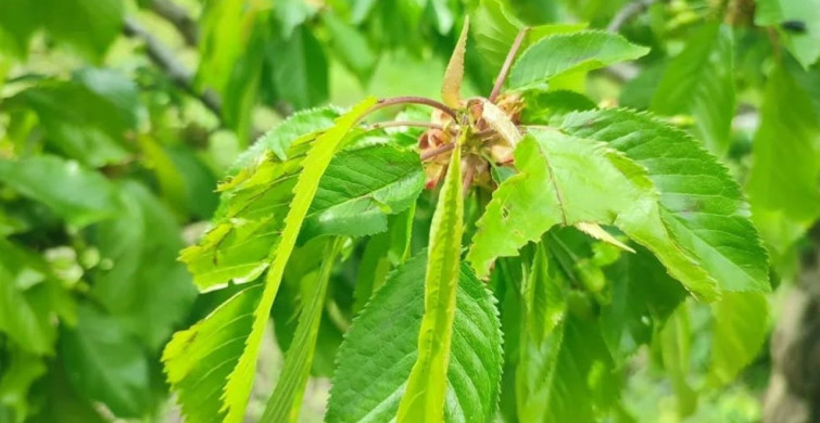 Aydın’da Dolu Yağışı Tarım Arazilerini Vurdu