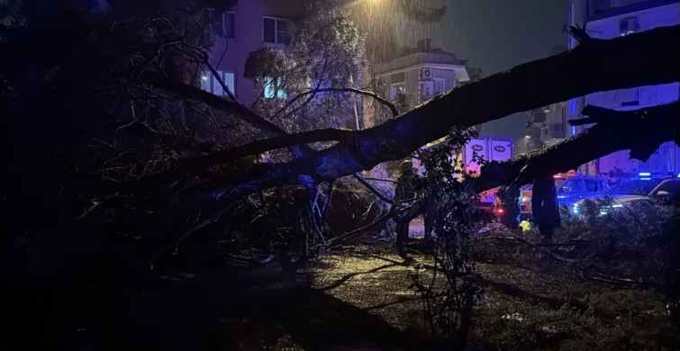 Aydın'da Fırtına Nedeniyle Ağaç Devrildi, İki Kişi Yaralandı