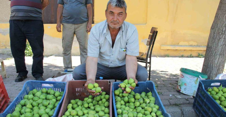 Aydın'da İlek Pazarları Hareketli