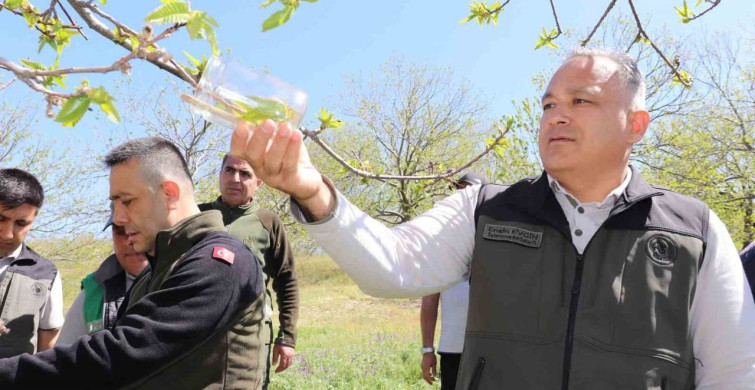 Aydın'da Kestane Gal Arısına Karşı Biyolojik Mücadele