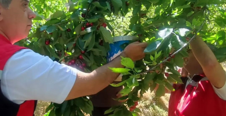 Aydın'da kiraz hasadı devam ediyor