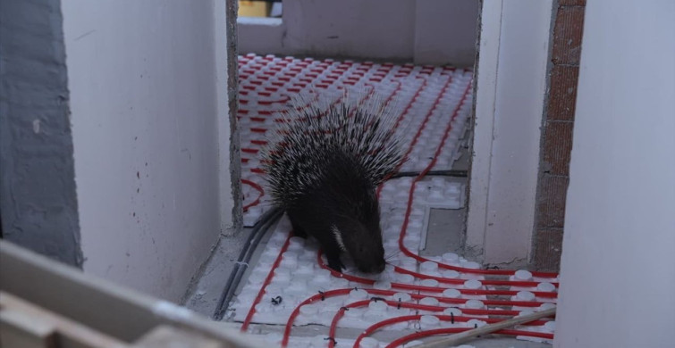 Aydın'da Mahsur Kalan Oklu Kirpi Kurtarıldı