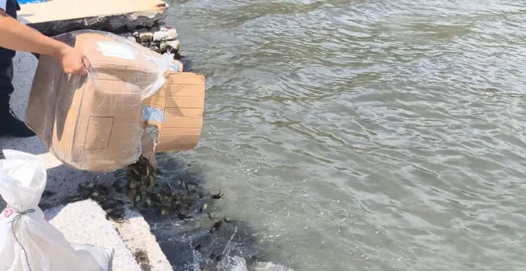 Aydın’da menşei belgesiz 60 kilo canlı yengeç ele geçirildi