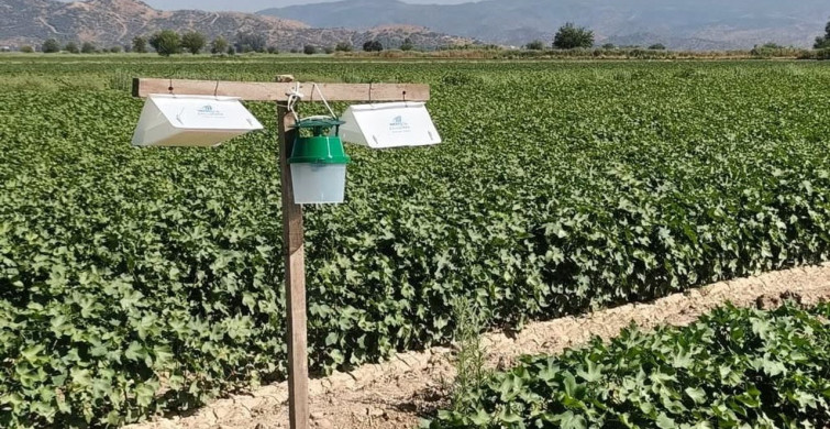 Aydın'da pamuk tarlalarında zararlı takibi için feromon tuzakları kuruldu