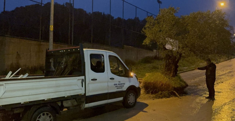 Aydın'da Şiddetli Yağışların Ardından Zeytin Ağacı Sokağa Sürüklendi