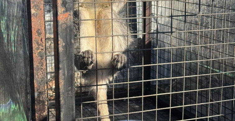 Aydın'da Silah Kaçakçılığı Operasyonu