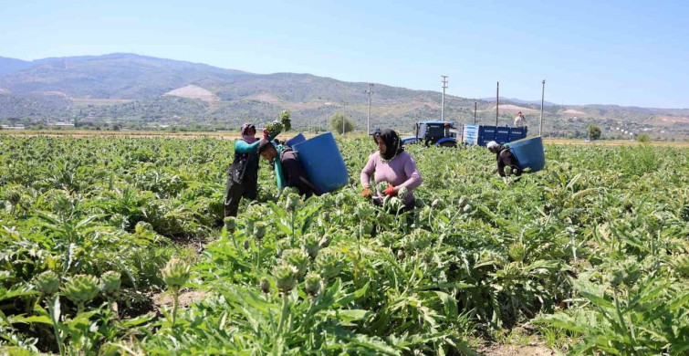 Aydın'da Üretilen Enginarın Başarısıyla Yeşil Elmas