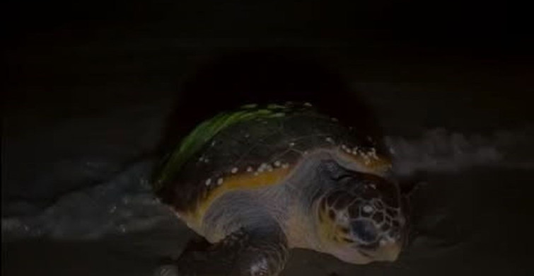 Aydın'da Yılın İlk Caretta Caretta Yuvasi Bulundu