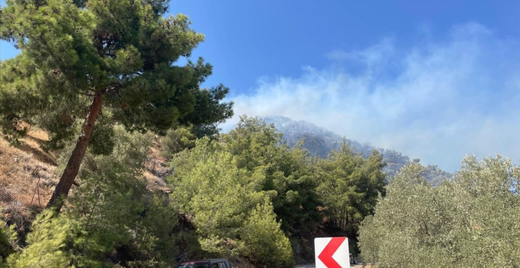 Aydın'da Zeytinlik Yangınına Müdahale Başlatıldı