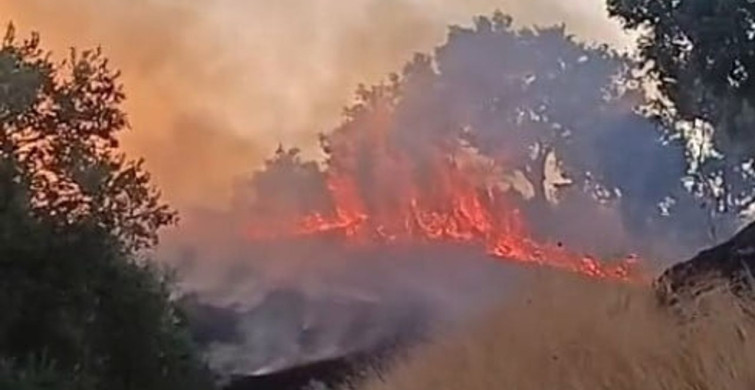 Aydın'da zirai alanda yangın kontrol altına alındı