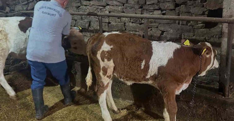 Aydıntepe’de 6 köyde buzağı küpeleme ve aşılama çalışmaları tamamlandı