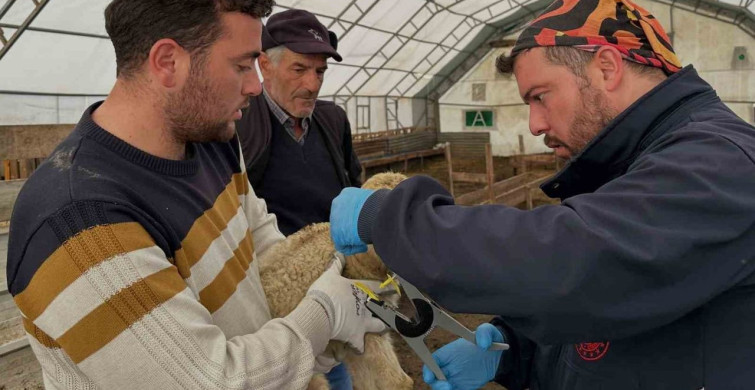 Aydıntepe'de Küçükbaş Hayvanlar İçin Aşılama ve Kayıt Çalışmaları Devam Ediyor