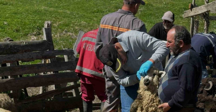 Aydıntepe'de küçükbaş hayvanlarda aşılama ve küpeleme çalışmaları sürüyor