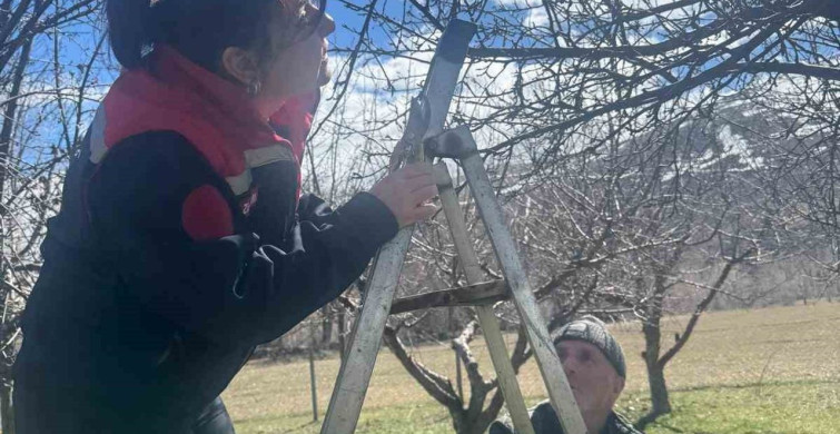 Aydıntepe'de Meyve Bahçelerinde Budama Uygulamaları Devam Ediyor