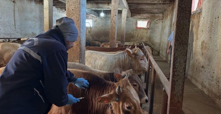 Aydıntepe'de Şap Aşılama Kampanyası Tamamlandı