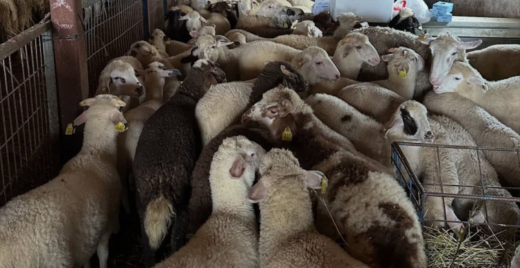 Aydıntepe'de Şap Hastalığına Yönelik NSP ve Bağışıklık Takibi Başlatıldı