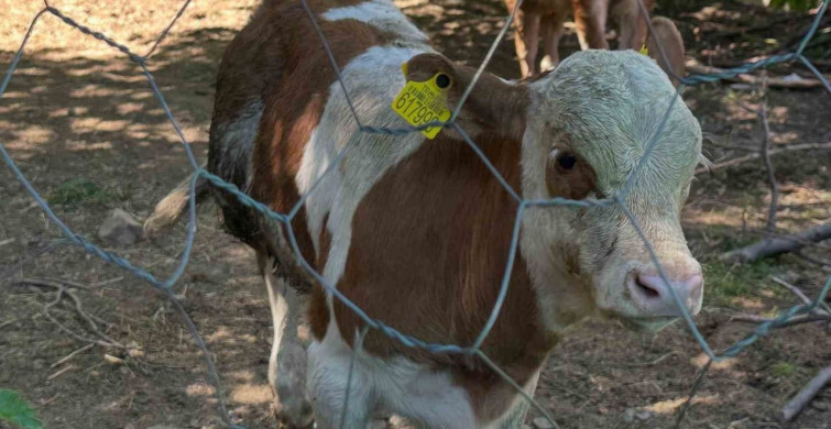 Aydıntepe’nin 8 köyünde buzağı küpeleme ve aşılama çalışmaları tamamlandı