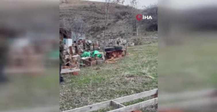 Ayı Elektrikli Tuzakları Aştı: Arı Kovanlarına Saldırı