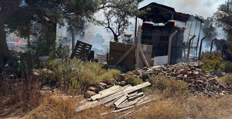 Ayvalık'ta çiftlik yangını ormana sıçradı