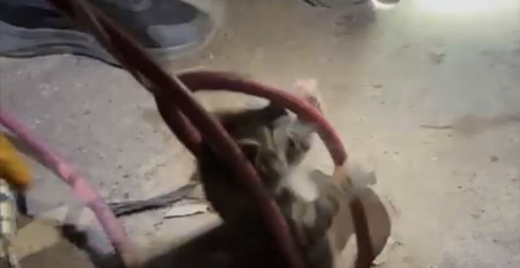 Ayvalık'ta Sondaj Kuyusuna Düşen Yavru Kedi Kurtarıldı