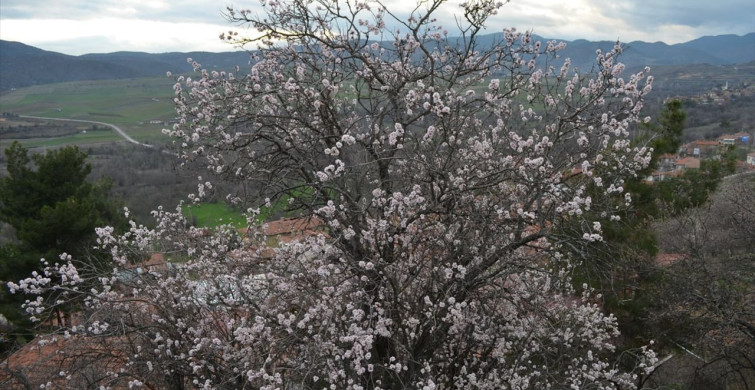 Badem Ağaçları Şubat'ta Çiçek Açtı