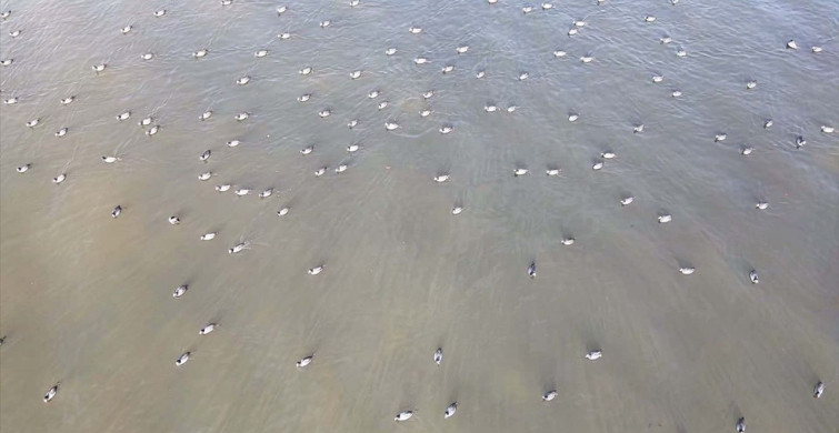 Bafa Gölü'nde Yağışlarla Yeniden Canlanan Doğal Yaşam