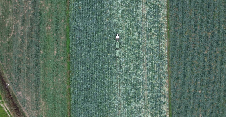 Bafra Ovası'nda Beyaz Lahana Hasadı Başladı