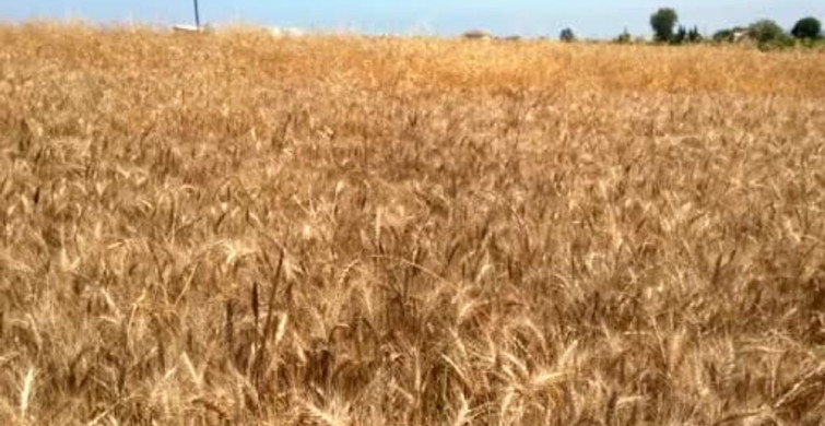 Bafra Ovası'nda buğday ve arpa hasadı başladı
