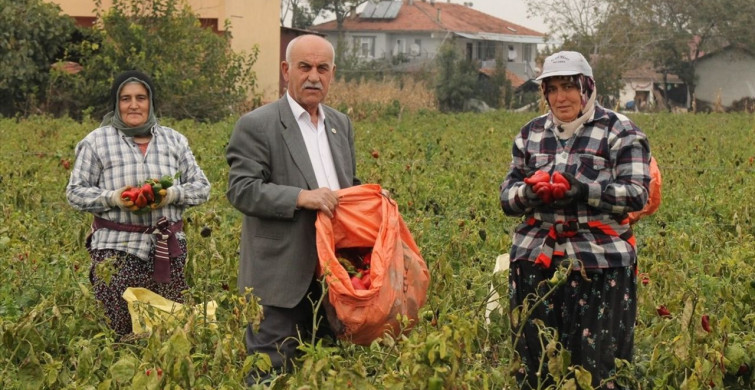 Bafra Ovası'nda Kapya Biber Hasadı